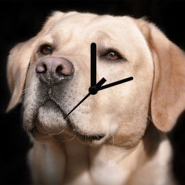 labrador1a