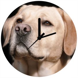 labrador1ar