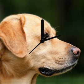labrador2