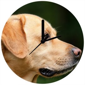 labrador2r